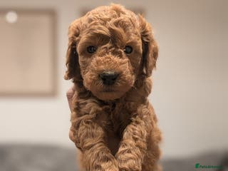 Goldendoodle dogs Miniature goldendoodle puppies - Advert 8