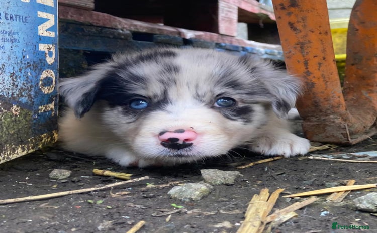 Border Collie dogs - Advert 1