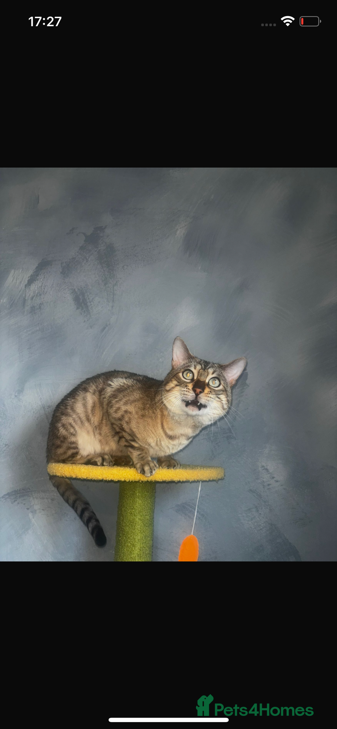 Bengal cats for sale: snow bengal  - Advert 10