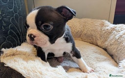 Boston Terrier dogs for sale: Adorable KC reg Boston Terrier Puppies - Image 13