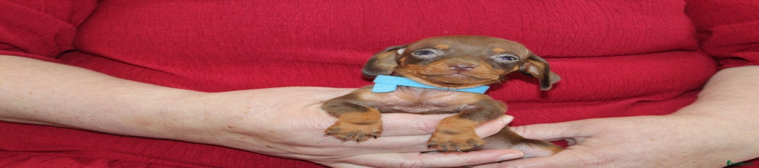 Miniature Dachshund Puppy 1