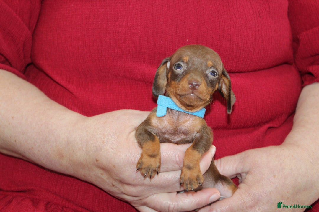 Miniature Dachshund dogs for sale: 🐶✨Smallest mini KC stunning litter ✨🐶 - Image 5