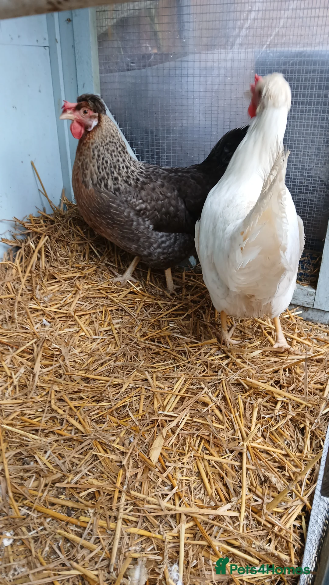 Chickens poultry for sale: 1 wyandotte punnet + 2 crested legbars - Advert 6