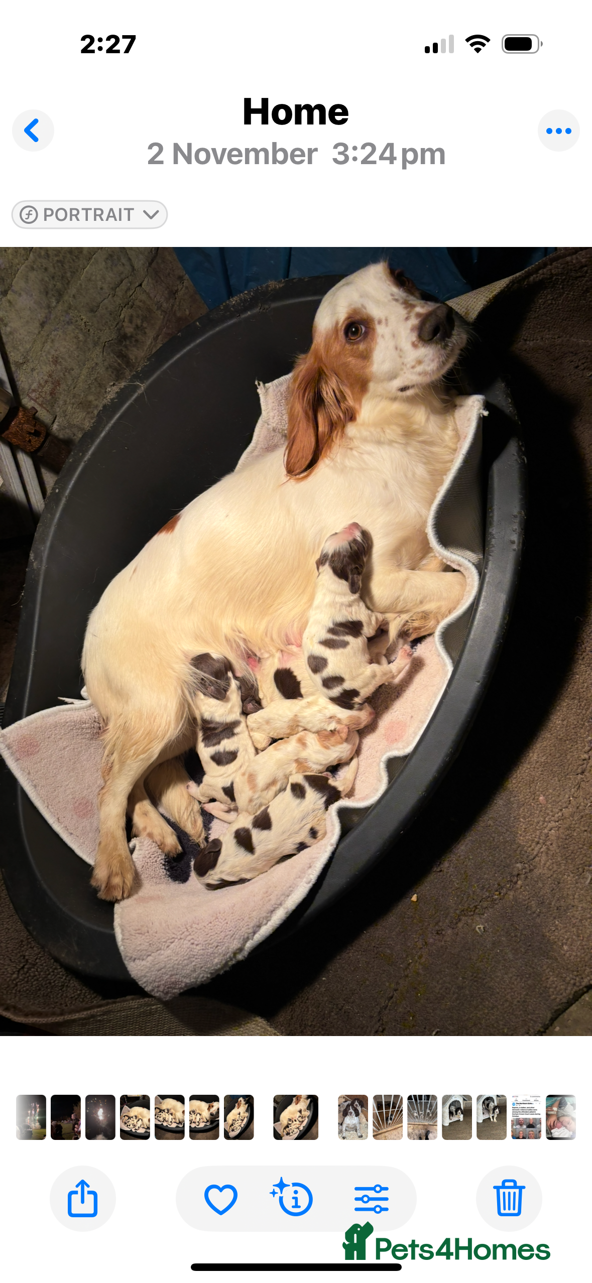 Sprocker dogs Sprocker  - Advert 8