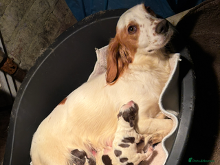 Sprocker dogs Sprocker - Advert 5