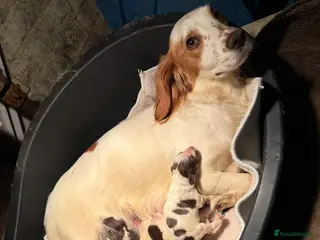 Sprocker dogs Sprocker - Advert 4