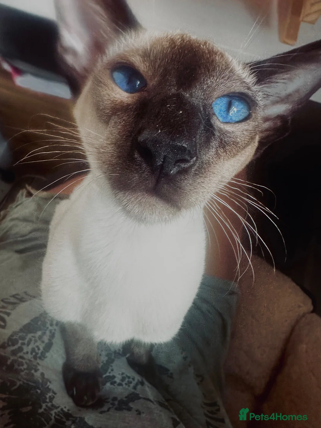 Siamese cats for sale: Beautiful pedigree seal point male 7 months  in Halesworth - Advert 1