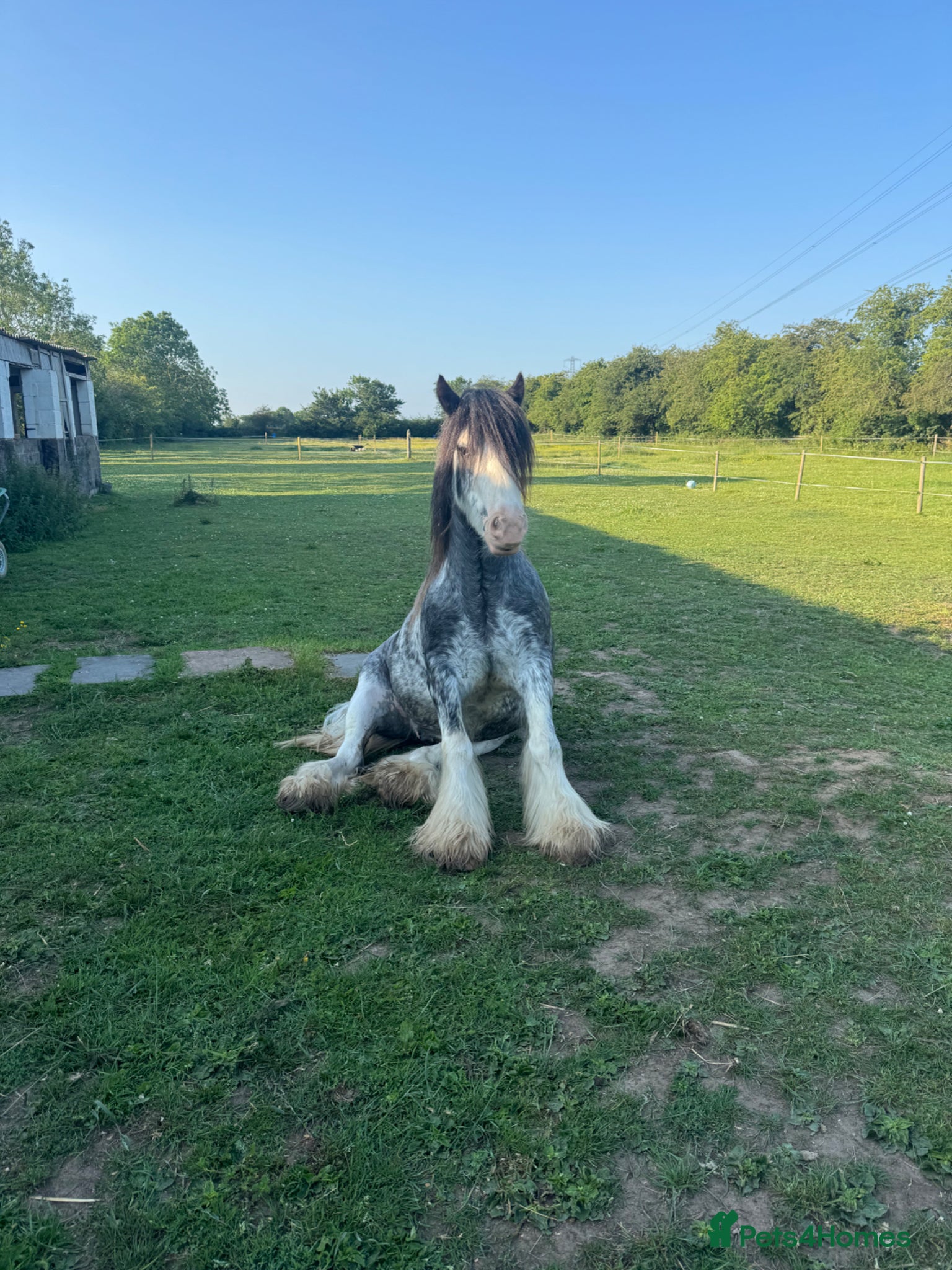 Irish Cob horses Norman  - Advert 2