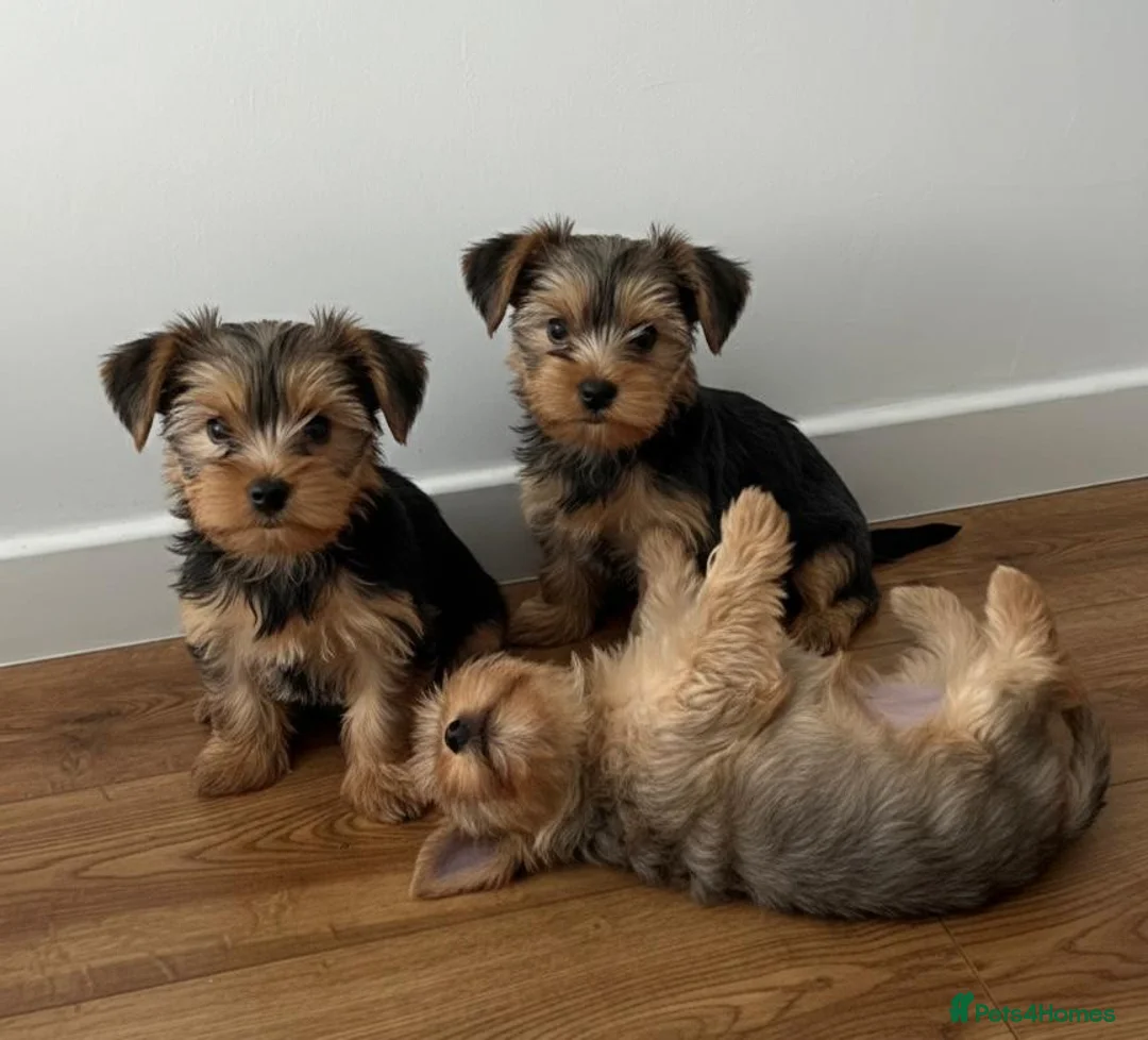 Yorkshire Terrier dogs for sale: Yorkshire Terrier Puppies  - Advert 2