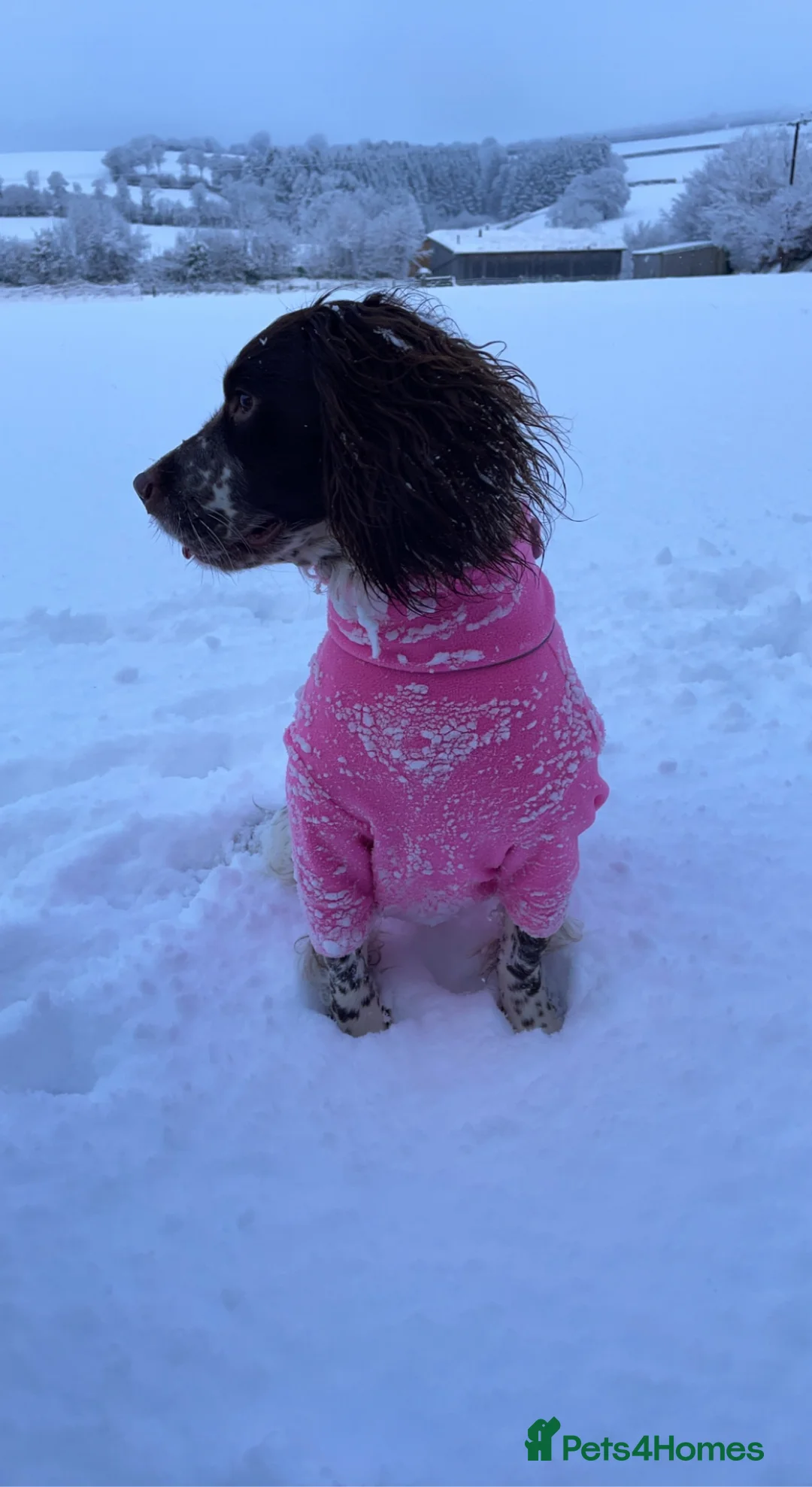 English Springer Spaniel dogs for stud: ESS for stud - Advert 8