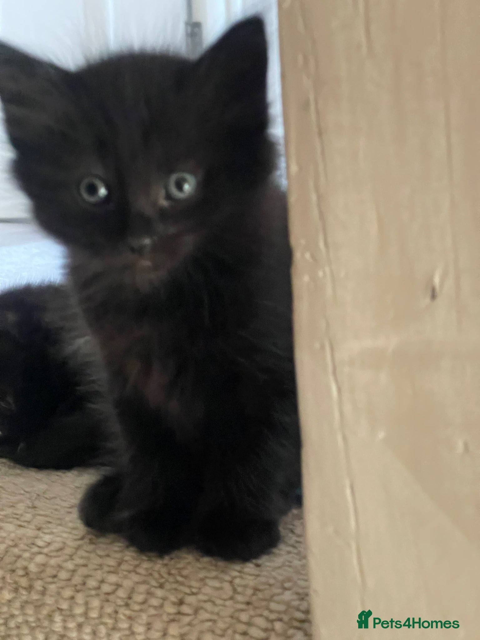 Mixed Breed cats Our Little Treasures Are Looking for a Home 💕” - Advert 3