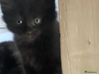 Mixed Breed cats Our Little Treasures Are Looking for a Home 💕” - Advert 3