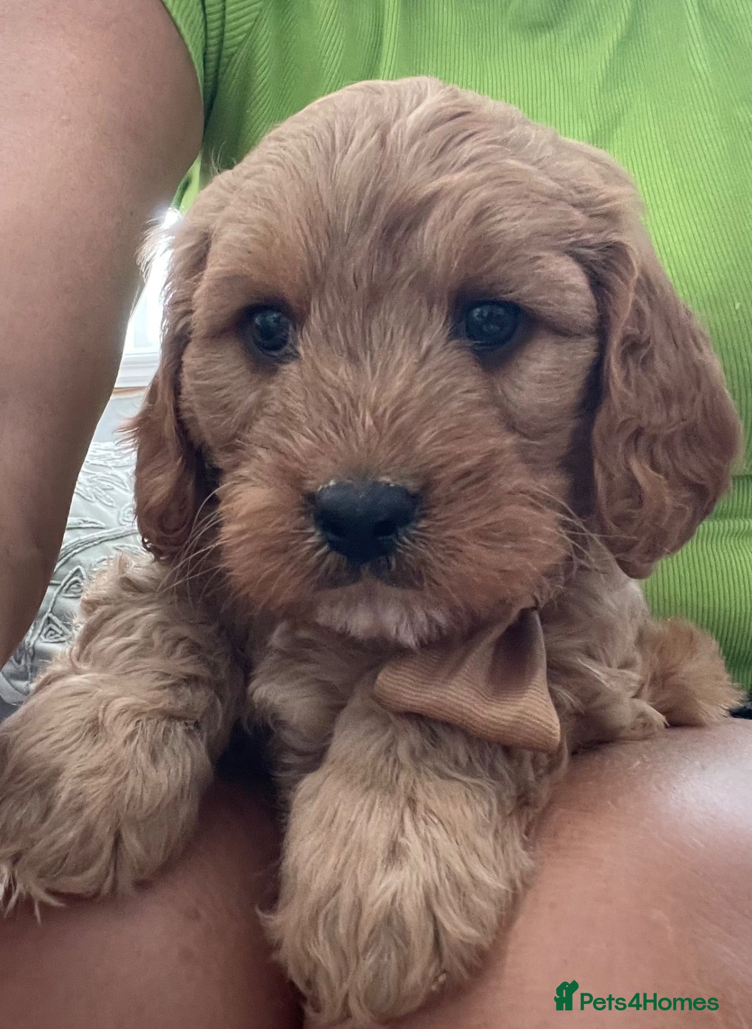 Cavapoo dogs 🐩🐶🐾FULLY HEALTH CLEAR F1 CAVAPOO🐾🐶🐩  - Advert 2