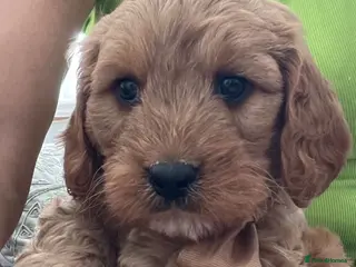 Cavapoo dogs 🐩🐶🐾FULLY HEALTH CLEAR F1 CAVAPOO🐾🐶🐩 - Advert 2