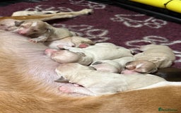 Saluki dogs for sale: Beautiful Saluki  - Image 13