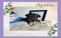 Miniature Schnauzer dogs for sale: Adorable KC registered Miniature Schnauzers - Image 10