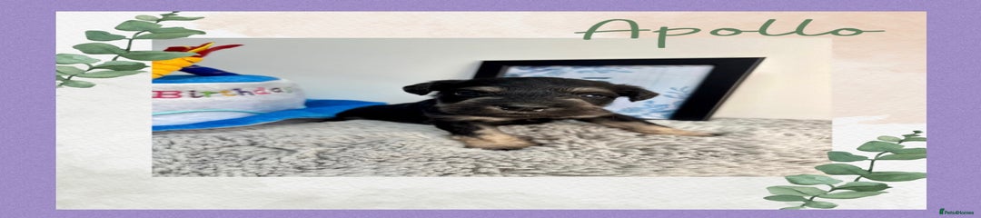 Purple ribbon: Apollo