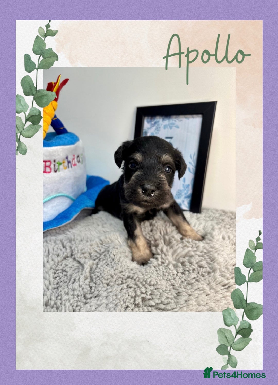 Miniature Schnauzer dogs for sale: Adorable KC registered Miniature Schnauzers - Image 10