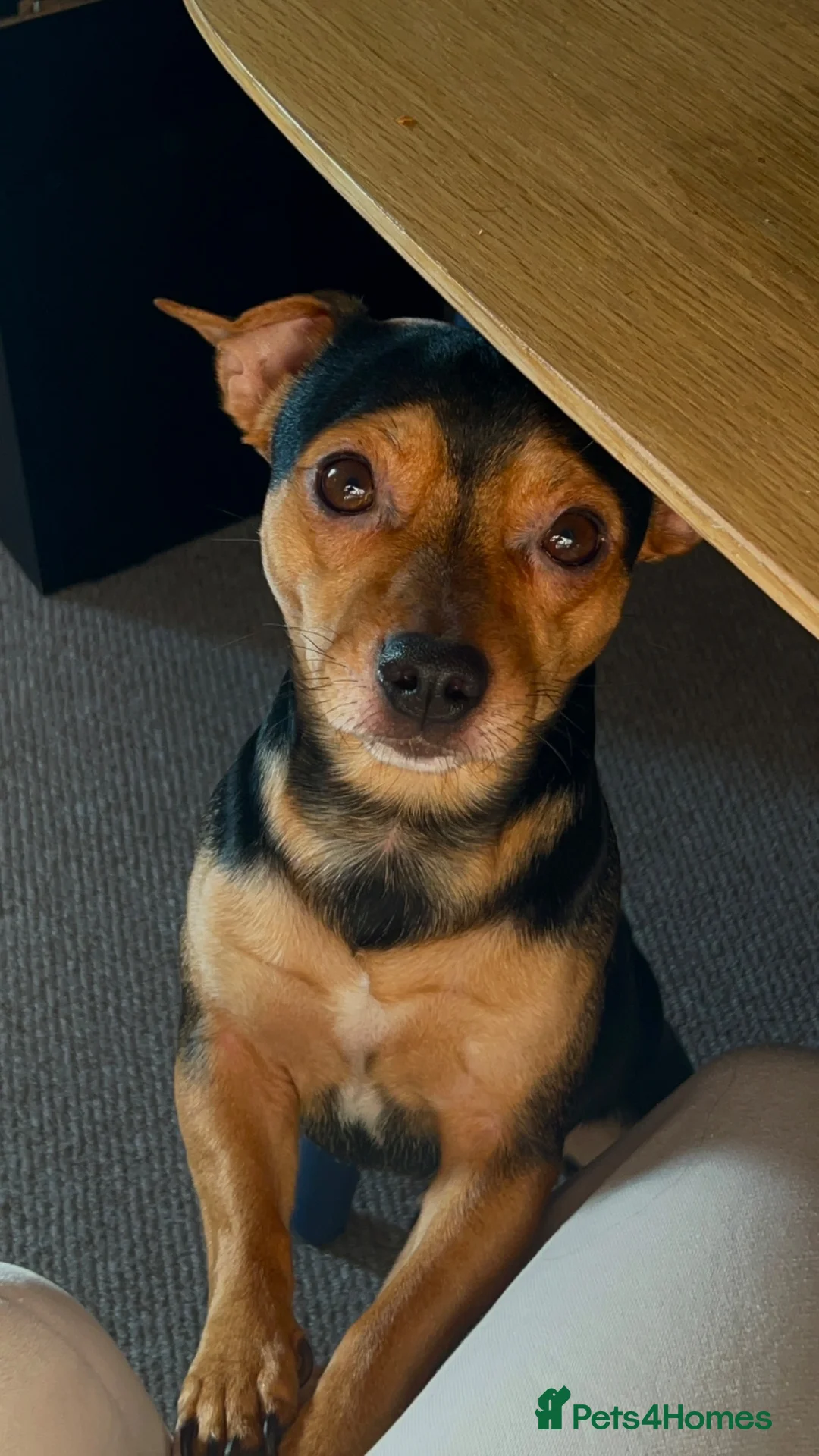 Mixed Breed dogs for stud: Stud Jackrussell x Pug  in Blackpool - Advert 2