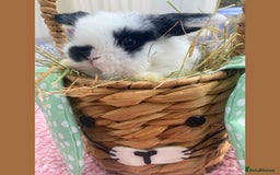 Mini Lop rabbits for sale: Pure bred Mini Lops - Image 4