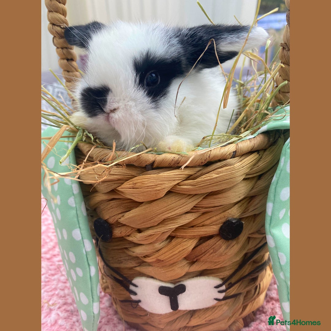 Mini Lop rabbits for sale: Pure bred Mini Lops - Image 4