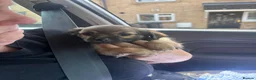Chorkie dogs for sale: Beautiful chorkie girl.. in Bradford - Advert 7