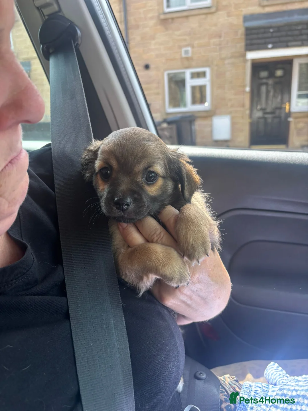 Chorkie dogs for sale: Beautiful chorkie girl.. in Bradford - Advert 7