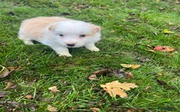 Border Collie dogs for sale: Pure Bred Border Collie Puppies For Sale - Image 11