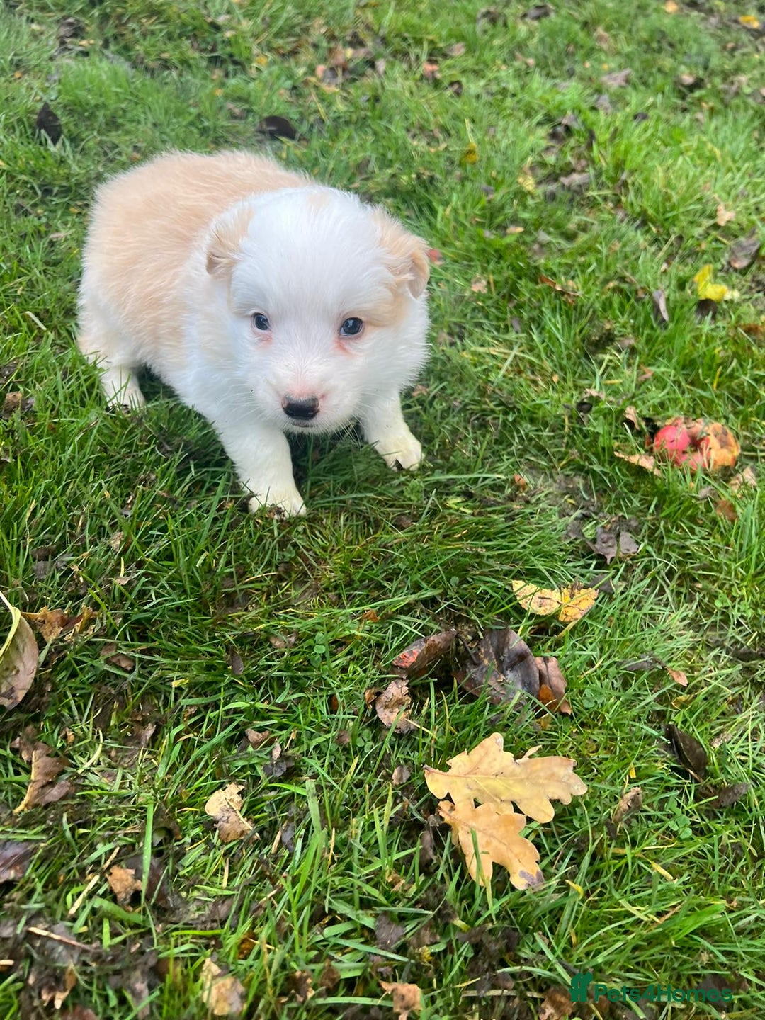 Border Collie dogs for sale: Pure Bred Border Collie Puppies For Sale - Image 11