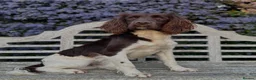 English Springer Spaniel dogs for sale: English Springer Spaniel, KC registered puppies - Advert 17