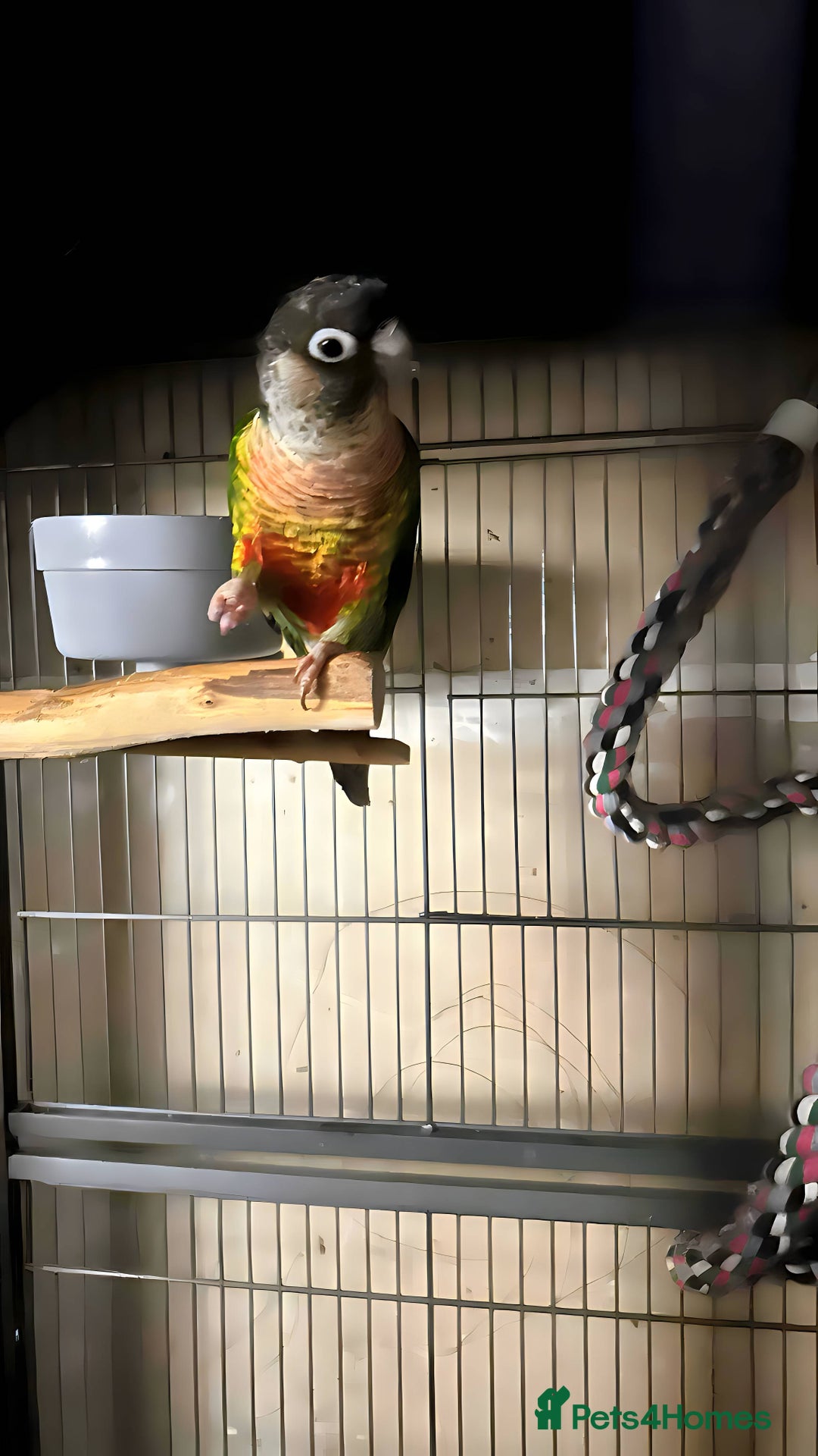 Conures birds for sale: Green check yellow sided conure , with xl cage - Advert 3