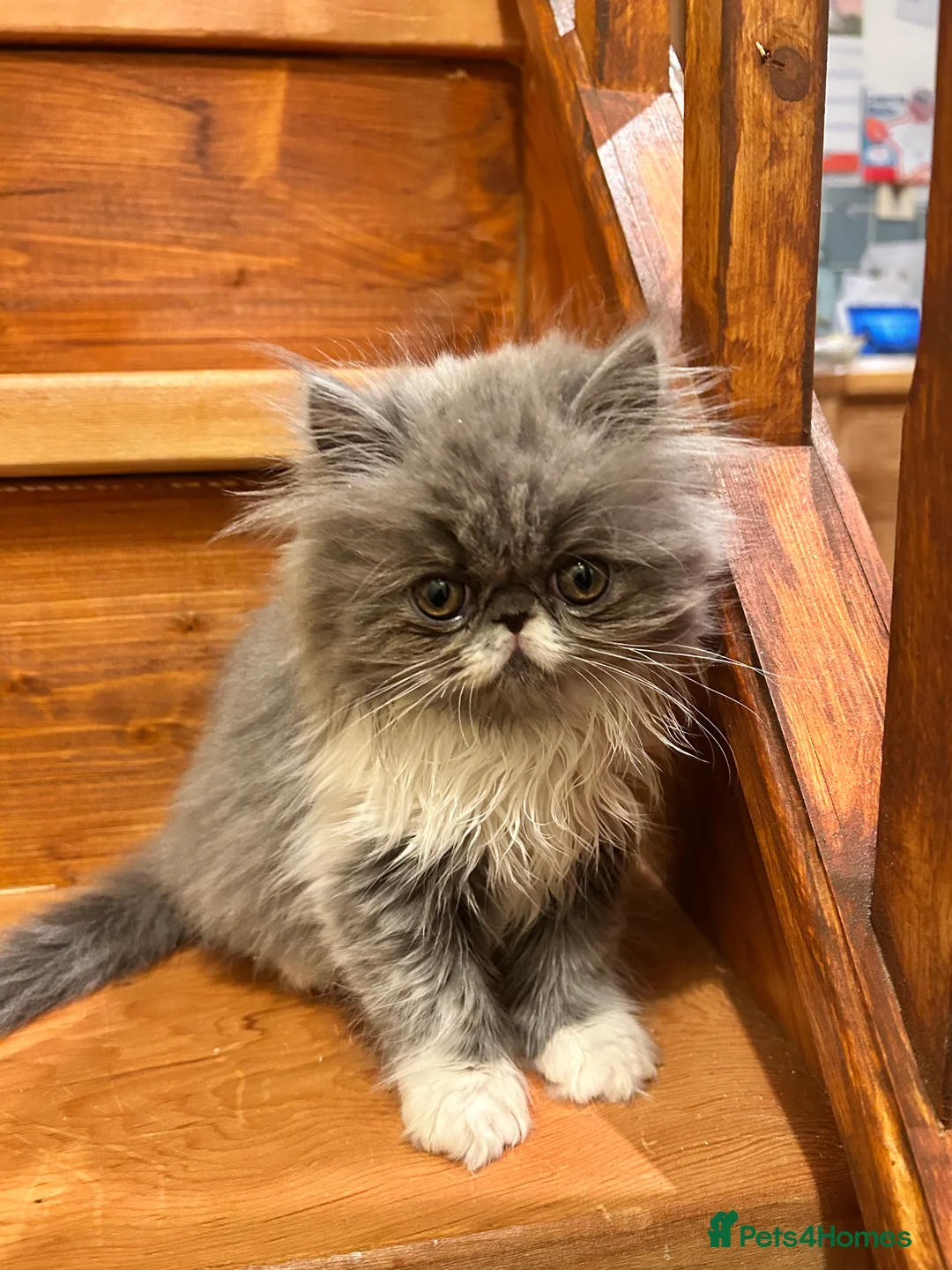 Persian cats for sale: Stunning pedigree Persian kittens - Advert 8