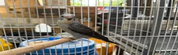 Budgerigars birds for sale: Bfbw, Bwbf, Rainbow hagoromo and other mutations  - Advert 2