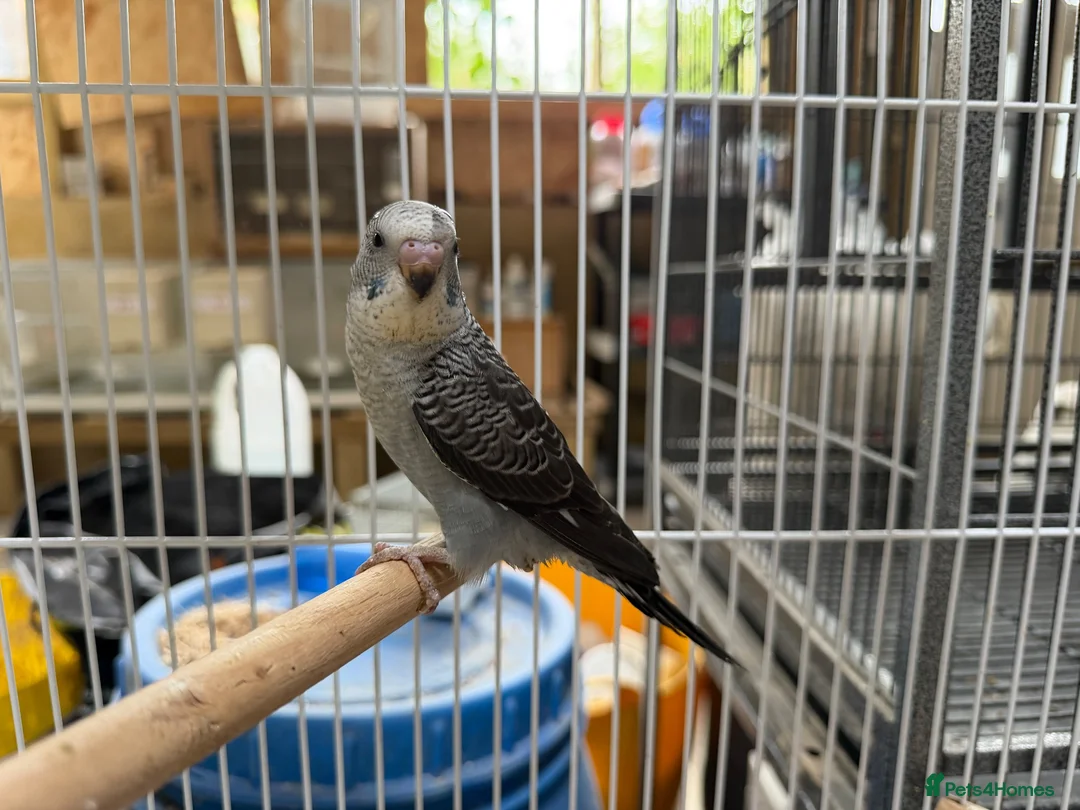 Budgerigars birds for sale: Bfbw, Bwbf, Rainbow hagoromo and other mutations  - Advert 2