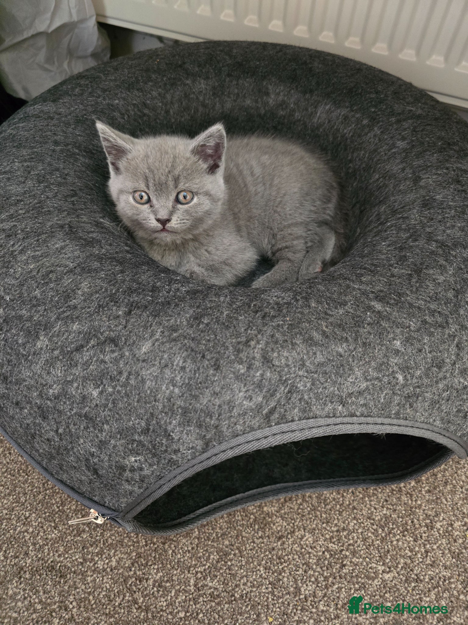 British Shorthair cats for sale: Adorable British shorthair kitten - Advert 2