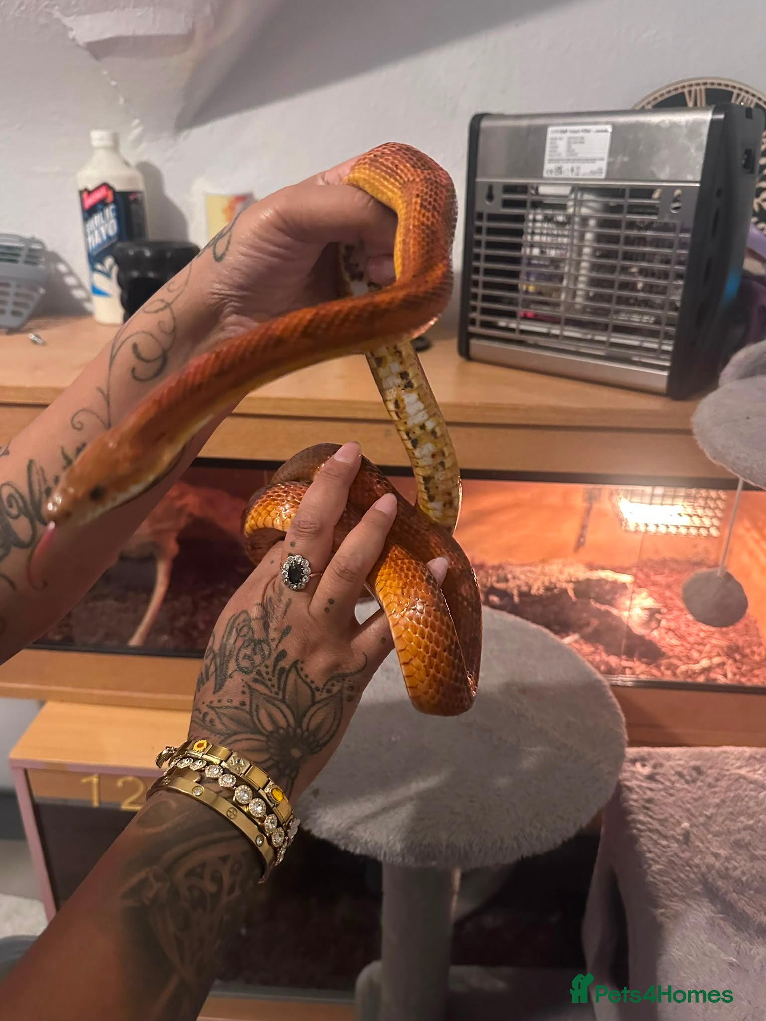 Corn Snake reptiles 6year old male corn snake - Advert 18