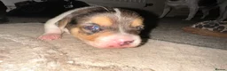 Mixed Breed dogs for sale: 6 beautiful small puppies for sale - Advert 11