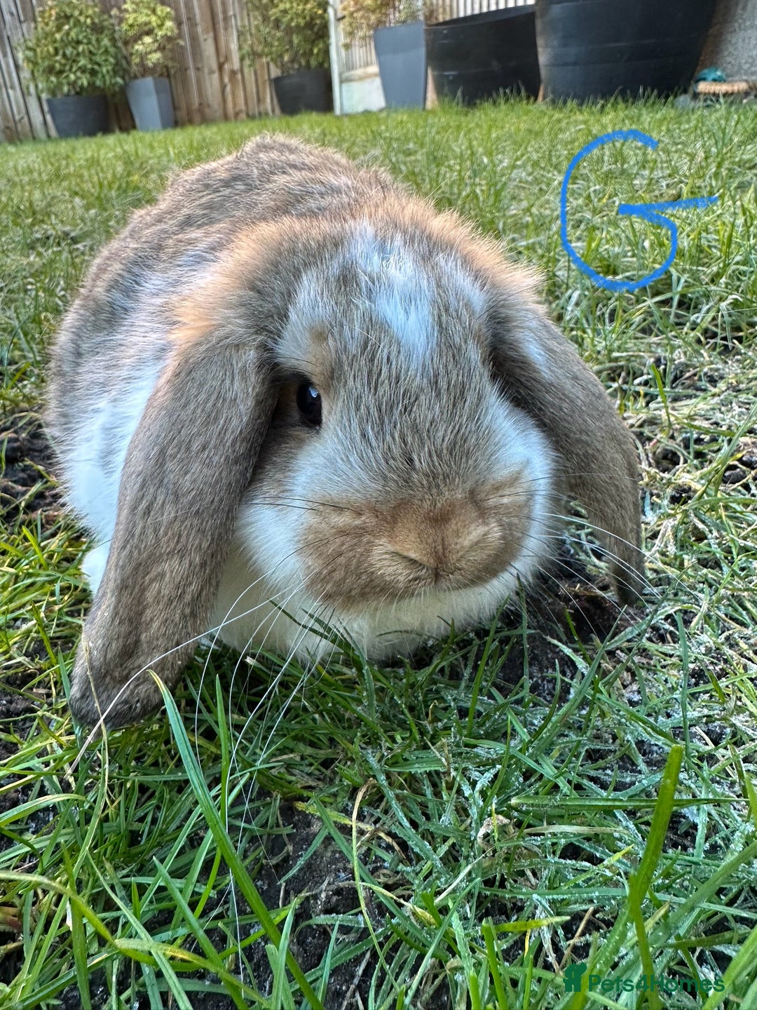 Mini Lop rabbits for sale: Mini Lop Rabbits  - Advert 1