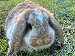 Mini Lop rabbits Mini Lop Rabbits - Advert 1