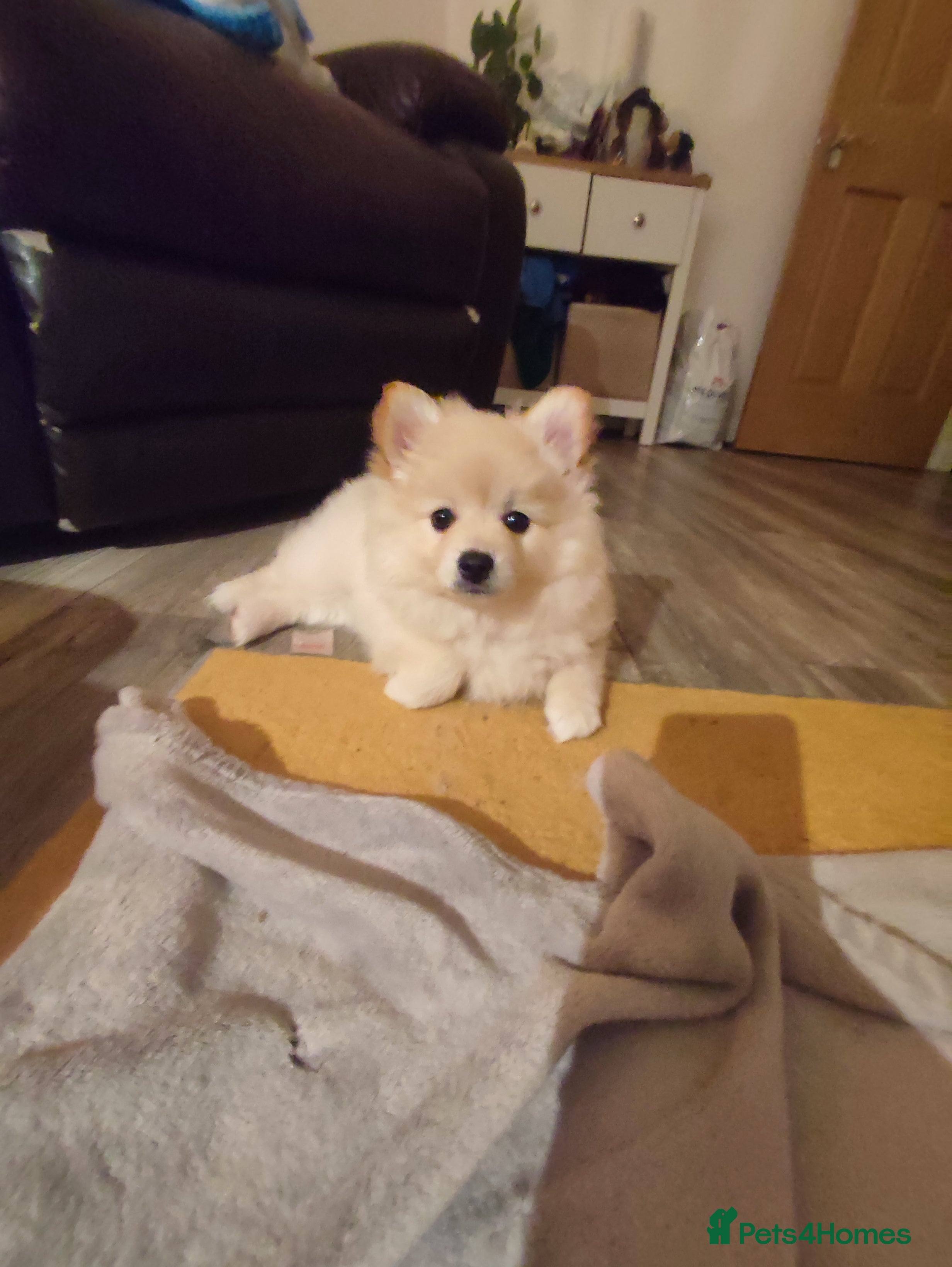 German Spitz dogs Unique female Spitz puppy available now - Advert 4