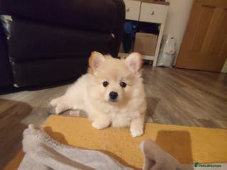 German Spitz dogs Unique female Spitz puppy available now - Advert 4