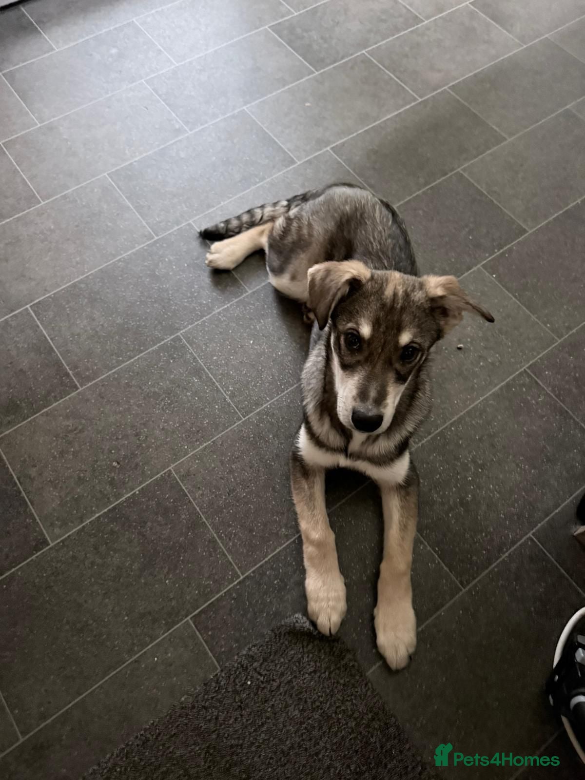 Mixed Breed dogs Kassie  in Norwich - Advert 1