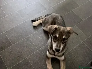 Mixed Breed dogs Kassie in Norwich - Advert 1