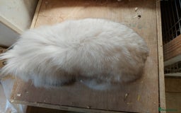 Mini Lion Lop rabbits for sale: Pure bred Dm mini lionlop buck  - Image 9