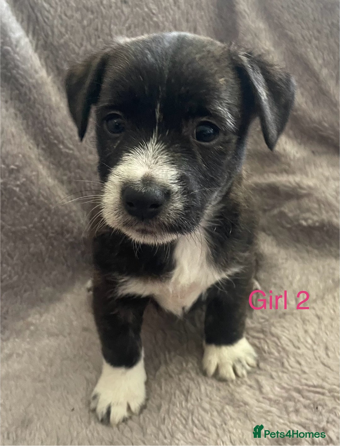 Mixed Breed dogs for sale: Jack Russell x westie  - Image 7