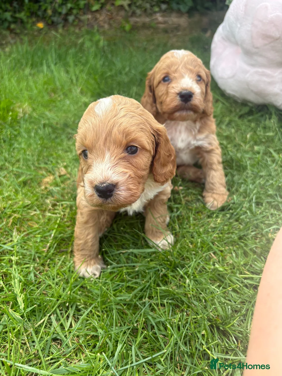 Cockapoo dogs for sale: F1 Cockapoo’s  - Advert 2