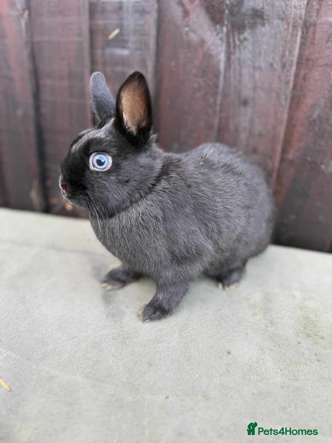Netherland Dwarf rabbits for sale: Only one Adorable Netherland Dwarf Bunny  - Advert 3
