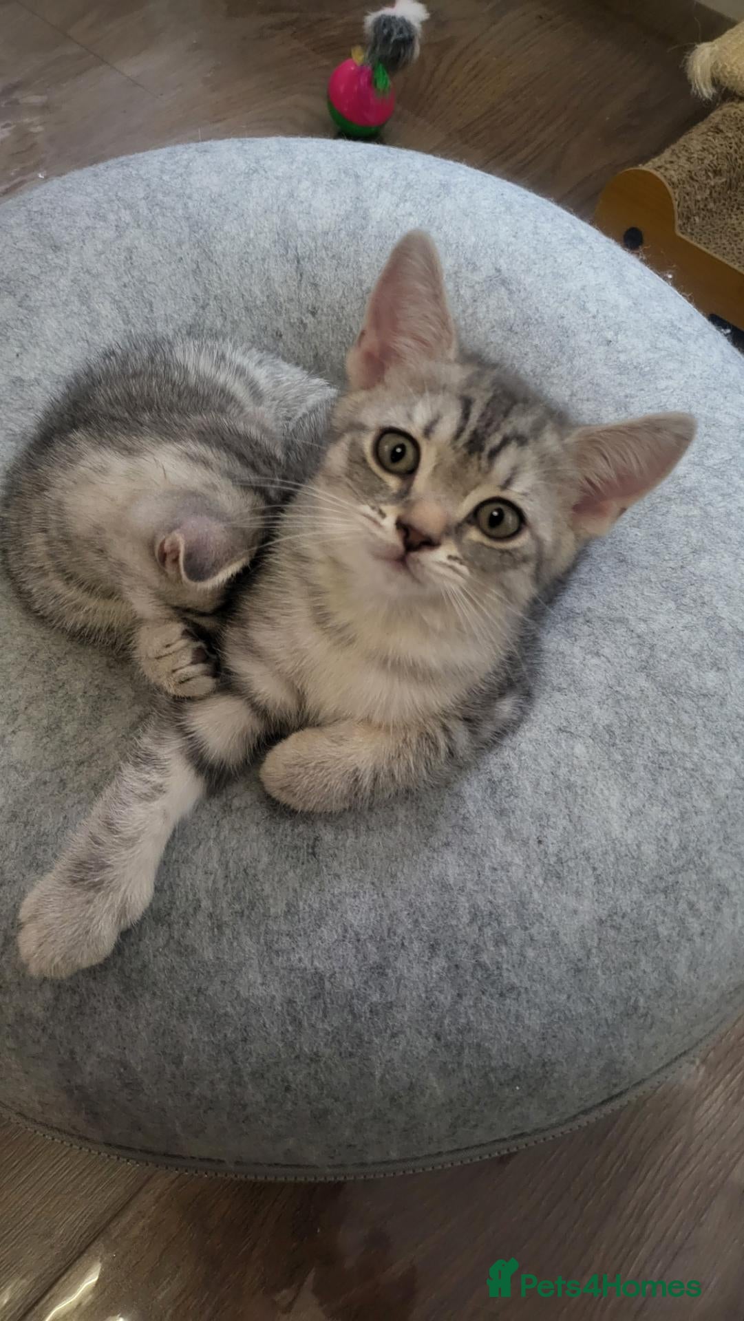 Scottish Fold cats Ready to rehome schottish fold kittens - Advert 4