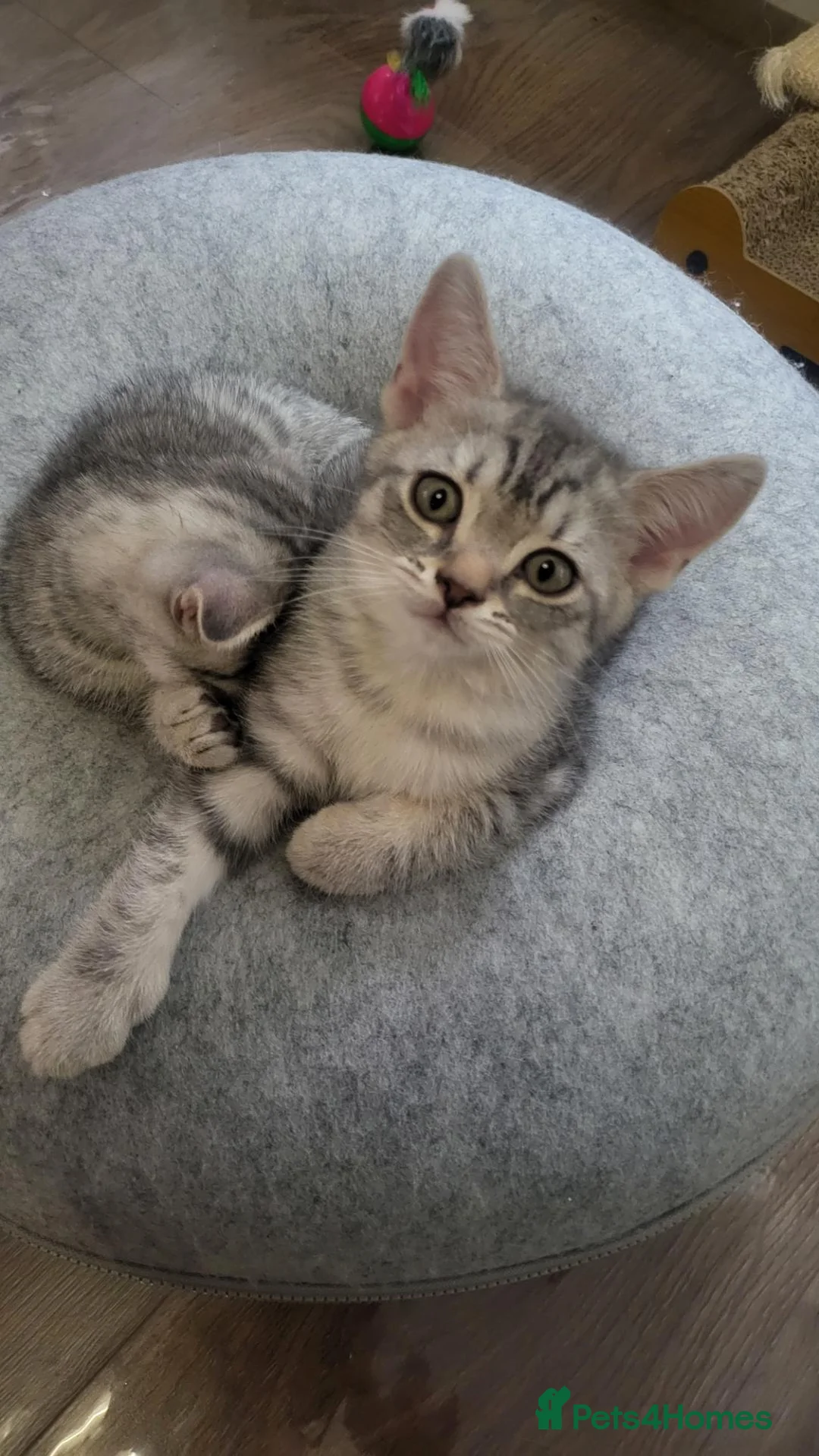 Scottish Fold cats for sale: Ready to rehome schottish fold kittens - Advert 1