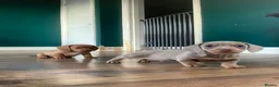 Miniature Dachshund dogs for sale: 🌟 2 Beautiful kc Miniature Dachshund Puppies 🌟 - Advert 14